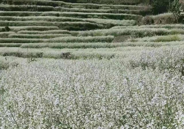 一片马银花 一条增收路