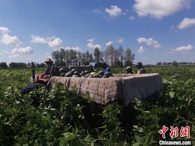 内蒙古通辽农村：从“土里刨食”到“特色生金”