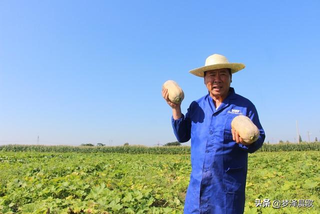 菜博士“刘四田”人称“牛四田”一心种好“四种田”