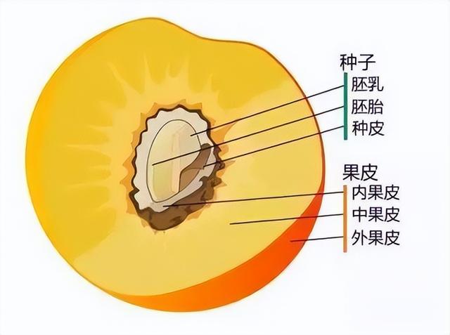 这么好看的银杏，为啥果实却那么臭臭臭臭臭？