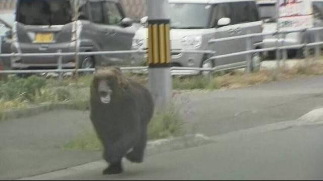 真“熊出没”！日本路边惊现黑熊，跑进自卫队驻地伤人，终被击毙