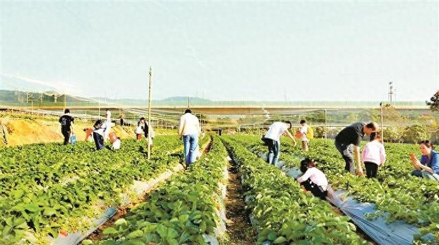 光明都市田园旅游区新春活动精彩纷呈