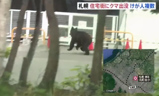 真“熊出没”！日本路边惊现黑熊，跑进自卫队驻地伤人，终被击毙