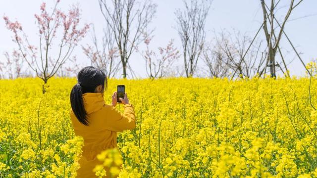 2024崇明花朝节下周启幕！这份游玩攻略请收好