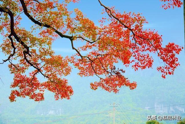 农村乡土树种中的“高富帅”——乌桕树