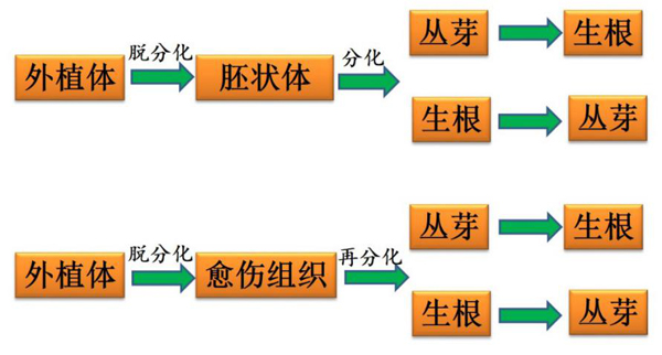 什么是植物组织培养技术？它有何优势？