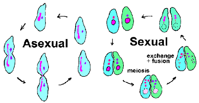 全球仅剩1株的伍德苏铁该怎么交配？科学家为它娶了位“新娘”