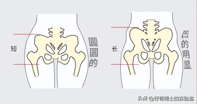 为啥女生的屁股两侧，会凹进去？