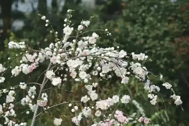 好看的花那么多，为什么古人偏偏用桃花形容女子？