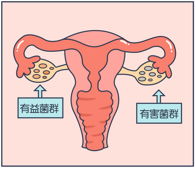 女性须知：关于阴道，建议你了解4个正经冷知识，别再不好意思了