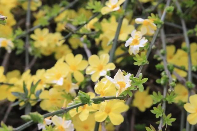 神仙颜值！陕西师范大学“最美校花”惊艳亮相，高清大图最新曝光！