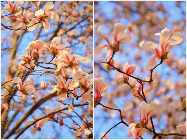 神仙颜值！陕西师范大学“最美校花”惊艳亮相，高清大图最新曝光！