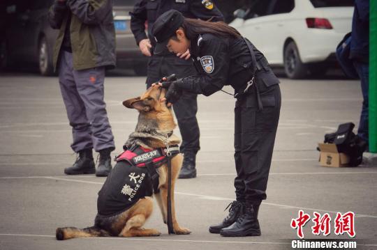 巾帼不让须眉 美女宠物店长“变身”成为警犬训导员