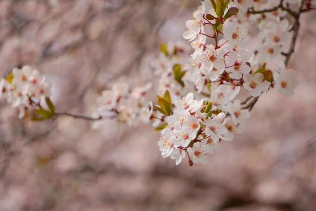 神仙颜值！陕西师范大学“最美校花”惊艳亮相，高清大图最新曝光！