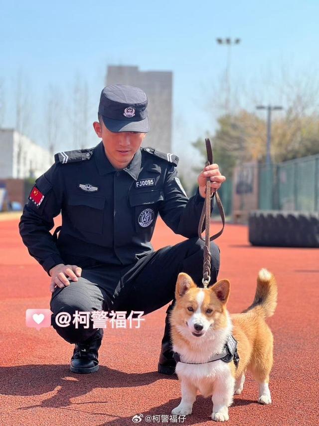 “请叫我福sir！”全国首只“柯警官”最新训练场面大公开