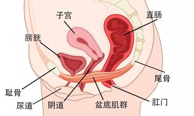 女性须知：关于阴道，建议你了解4个正经冷知识，别再不好意思了